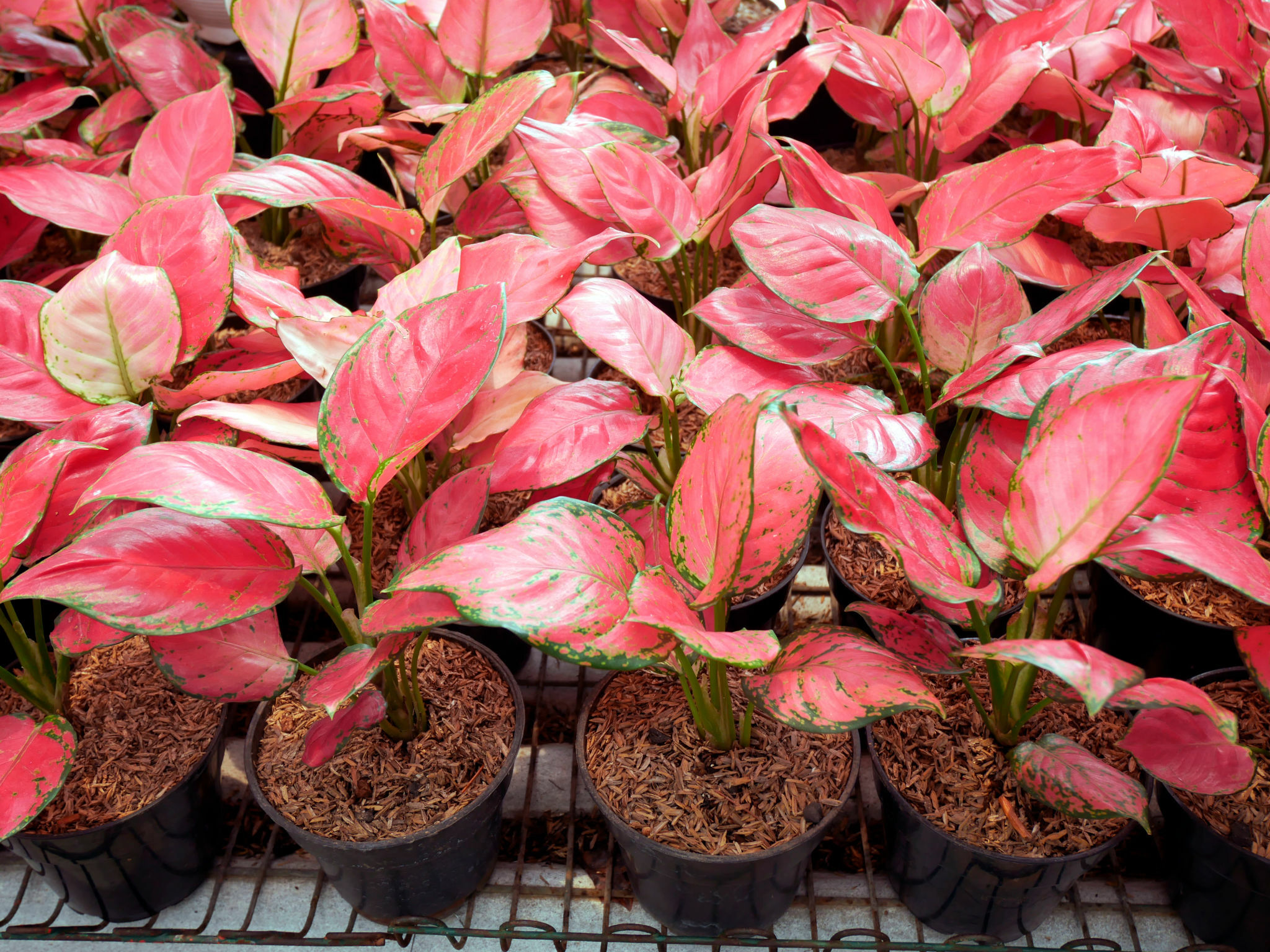 Pink Princess Philodendron Care A Comprehensive Guide